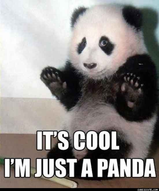 it_s_cool_i_m_just_a_panda.jpg